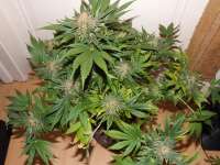 Picture from lesavoirestunearme7Z (Special Kush Nr1)