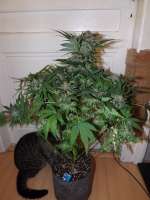 Picture from lesavoirestunearme7Z (Special Kush Nr1)