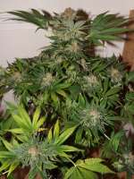 Picture from lesavoirestunearme7Z (Special Kush Nr1)