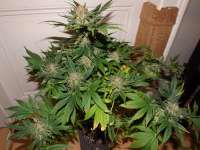 Picture from lesavoirestunearme7Z (Special Kush Nr1)