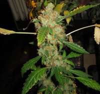 Picture from Misterreggae (Special Kush Nr1)