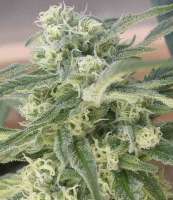 Picture from SativaFred (Special Queen Nr1)
