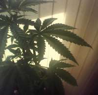 Picture from indica2me (Special Queen Nr1)