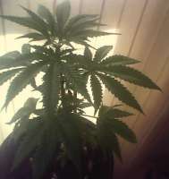 Picture from indica2me (Special Queen Nr1)