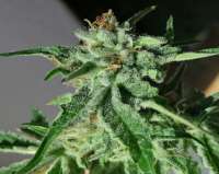 Royal Queen Seeds Triple G - photo made by KiffCowboy