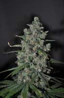 Sagarmatha Seeds Cheez Wreck - photo made by delahouse1