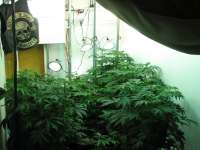 Picture from Hellfire666 (Indica XXL)