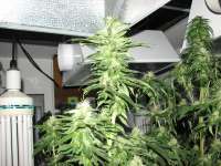 Picture from Hellfire666 (Indica XXL)