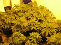 Picture from Hellfire666 (Indica XXL)