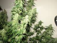 Picture from Hellfire666 (Indica XXL)