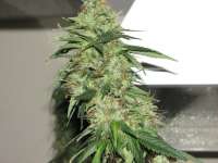 Picture from Hellfire666 (Indica XXL)