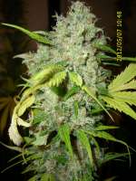 Sannie's Seeds Selene - photo made by HarzGenetics