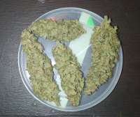 Picture from THCNW2 (Blackberry Gum)