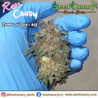 Picture from SeedCanary (Rave Candy)