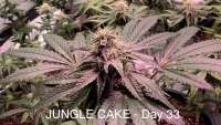 Picture from IneffableDeath (Jungle Cake)