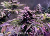 Picture from IneffableDeath (Jungle Cake)