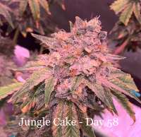 Picture from IneffableDeath (Jungle Cake)