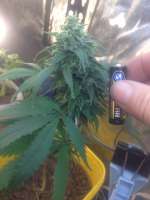 Picture from johnnyweedseed (Malawi Gold)