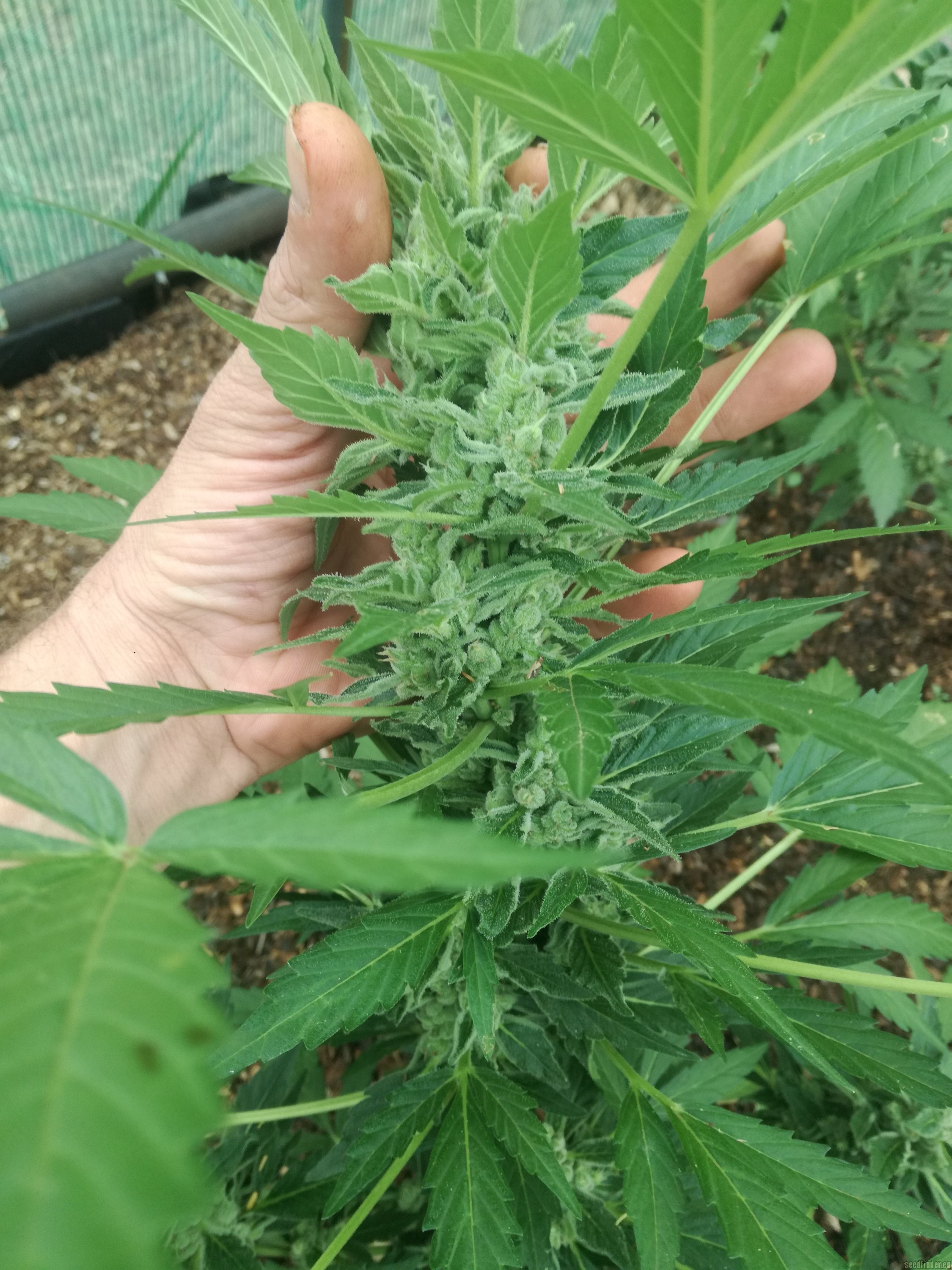 An Overview Of The Marijuana Sativa Plant 2