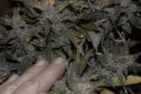 Picture from hermantrage (Auto Critical Ogre Big N Fast)