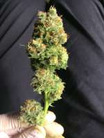 Picture from weeed (Blueberry)