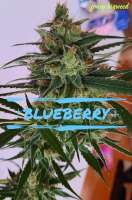 Picture from JONEYBIGWEED (Blueberry)