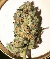 Picture from SouthernBelle (Bubba Kush)