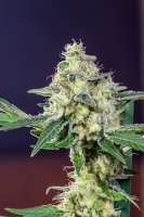 Seedsman California Orange - photo made by Mortadelo