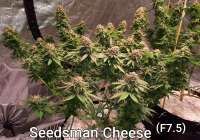 Seedsman Cheese - photo made by SCheese