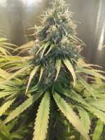 Picture from CbdFan01 (Doctor Seedsman CBD 30 1)