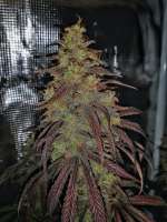 Seedsman Doctor Seedsman CBD 30:1 - photo made by Dopestdopegrower