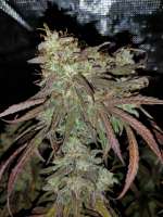 Seedsman Doctor Seedsman CBD 30:1 - photo made by Dopestdopegrower