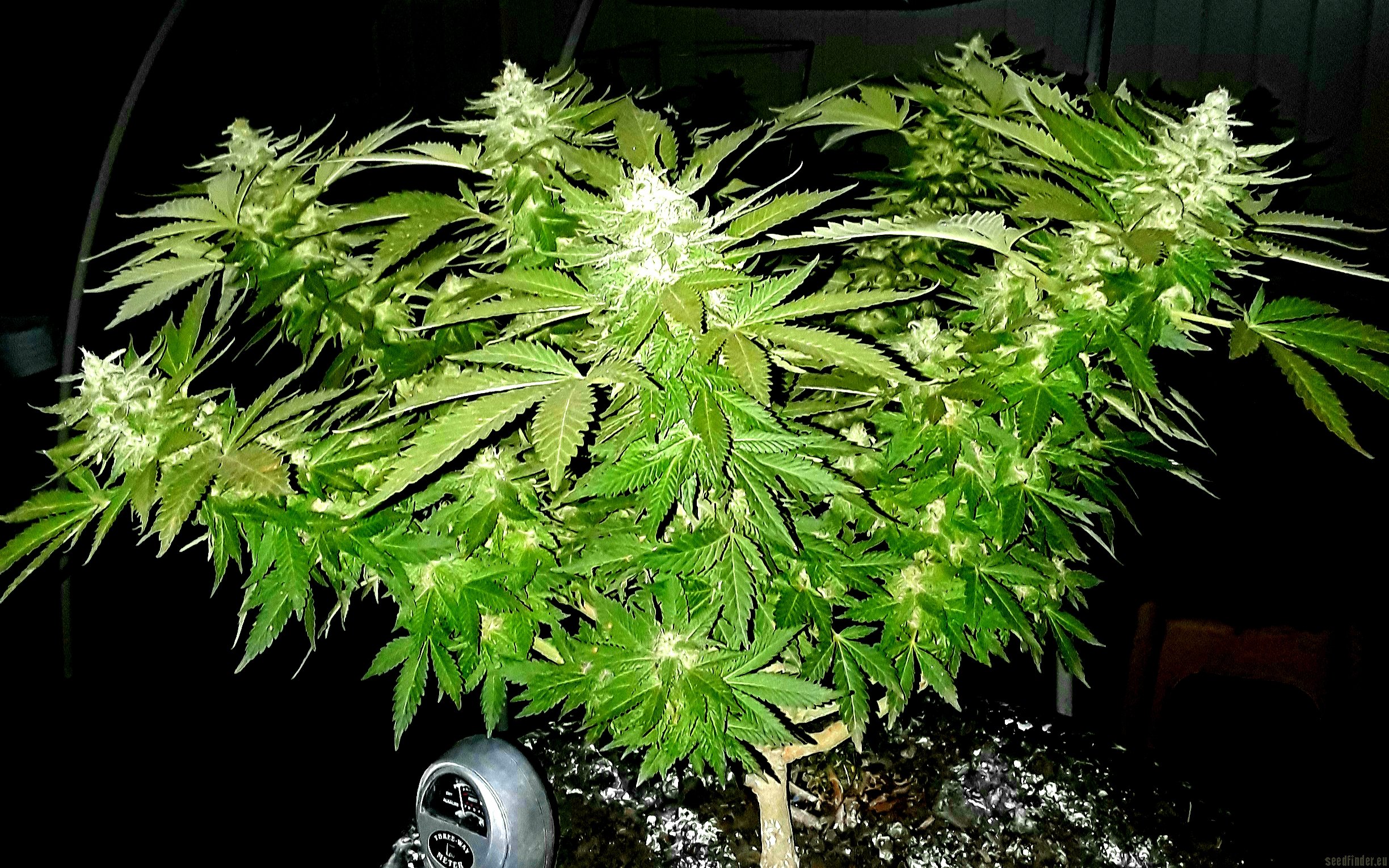 Gelat.OG (Seedsman) :: Cannabis Strain Info