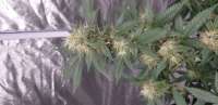 Seedsman Peyote Zkittlez - photo made by Flowers4eva