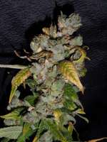 Picture from TeamAmadeus (Big Bud)