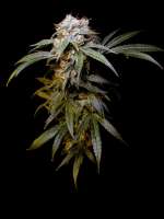 Picture from Farma (Black Domina)