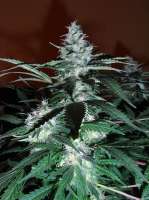 Picture from Weedit (Black Domina)
