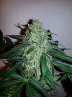 Picture from verticaldown (Early Skunk)