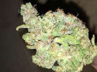 Picture from Growgod (Hindu Kush)