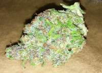 Picture from Growgod (Hindu Kush)