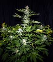 All pictures of Hindu Kush (Sensi Seeds) into the strain-gallery