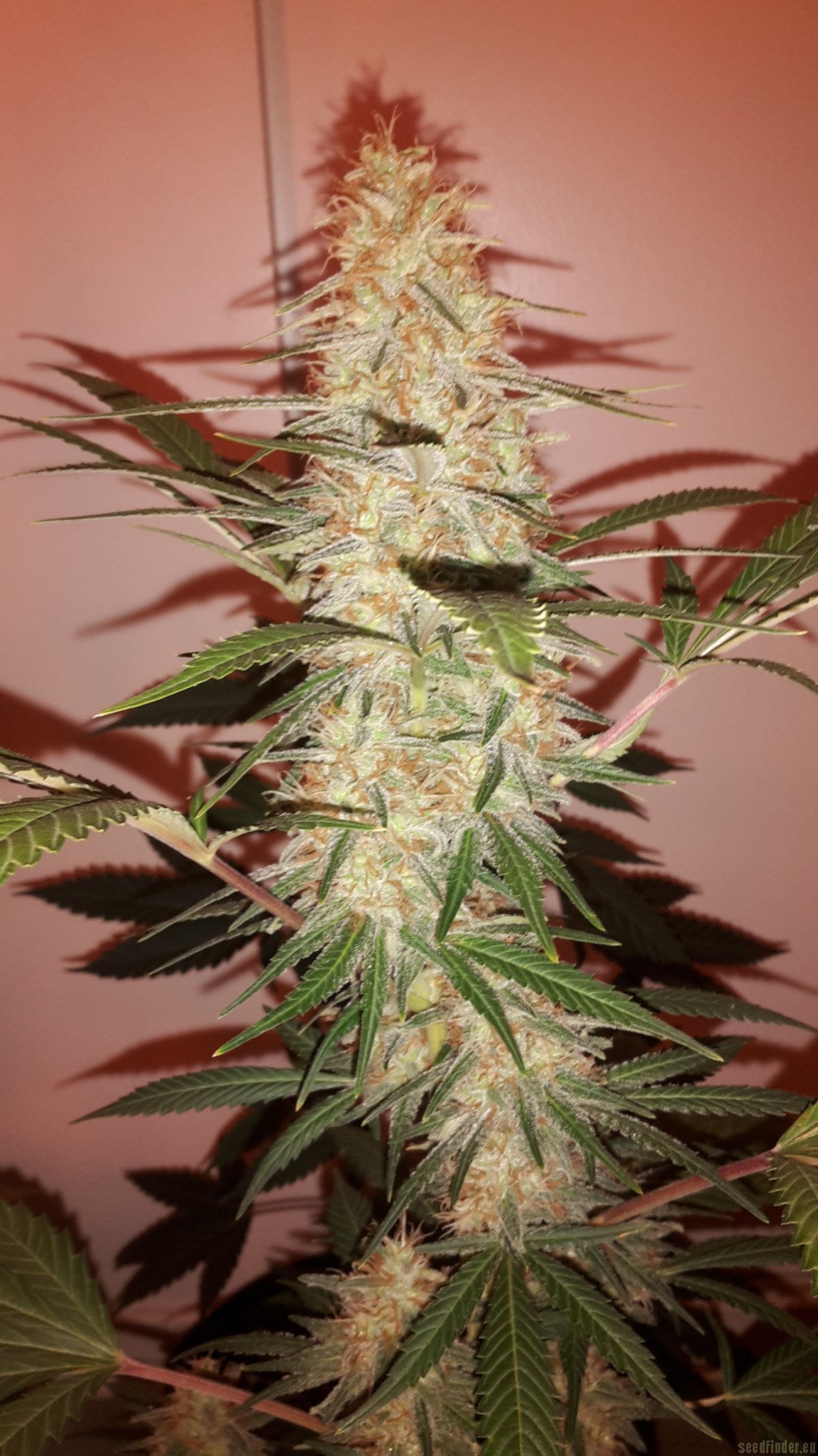 Jack Herer (Sensi Seeds) :: Cannabis Strain Info