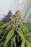 Picture from hemp47 (Jack Herer)