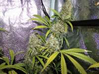 Picture from hemp47 (Jack Herer)