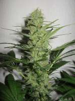 Picture from admin (Jack Herer)