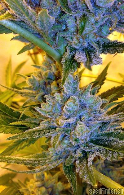 Mr. Nice G13 X Hash Plant (Sensi Seeds) Cannabis Strain Info