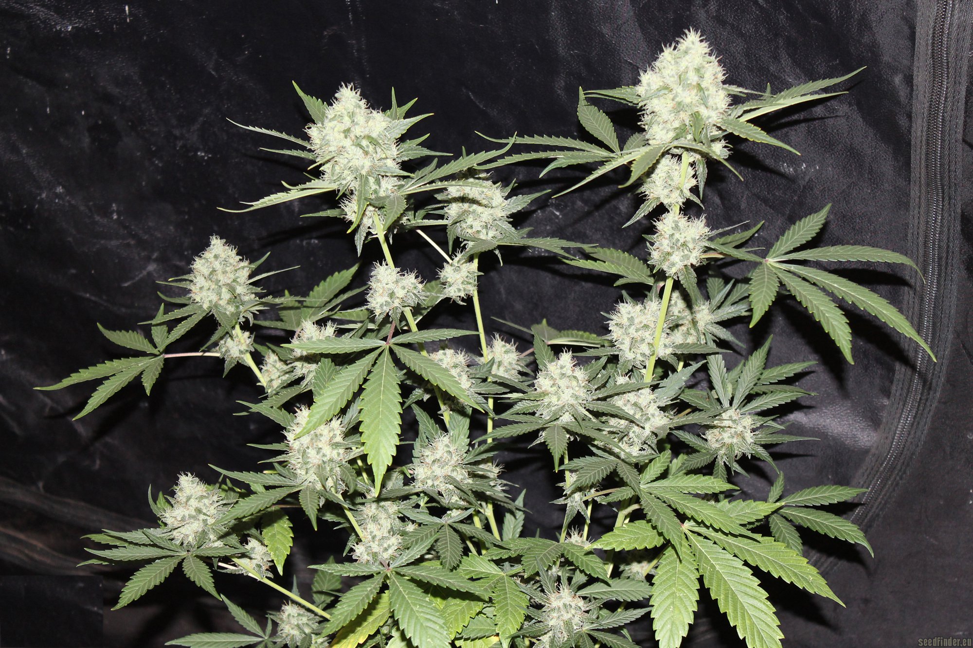 Strain-Gallery: Northern Lights #5 X Seeds) PIC #08101432968129547 by hempi