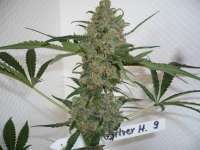 Picture from merlin (Silver Haze Nr9)