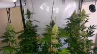 Picture from SirSuperSkunk (Skunk Nr1)