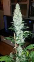 Picture from SirSuperSkunk (Skunk Nr1)